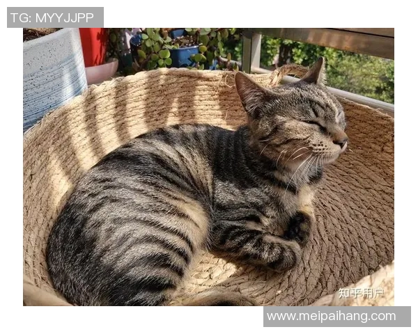 野猫十杀：探寻城市野生猫咪的生存智慧与人类的和谐共处之道